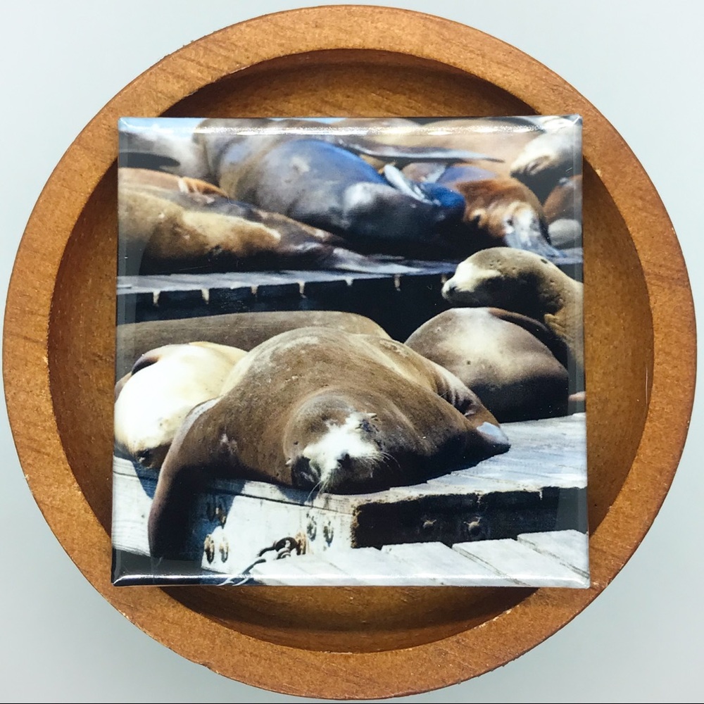 ✨3/$25✨ Pier 39 Sea Lion Photo Magnet